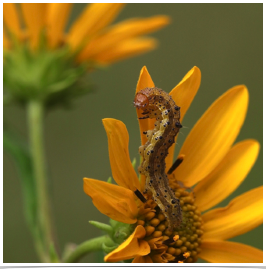 Chloridea virescens
Tobacco Budworm
Cherokee County, Alabama